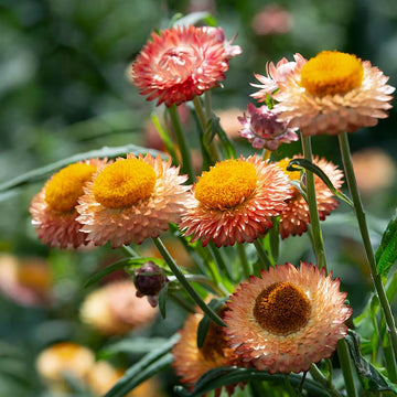 Strawflower King Size Salmon