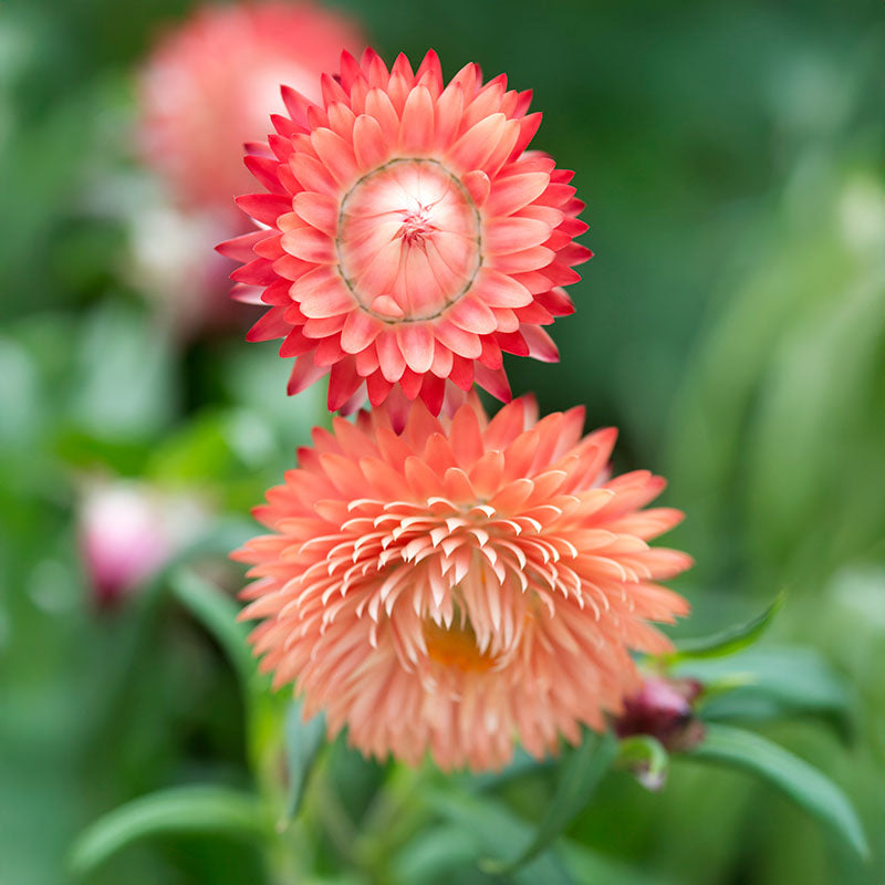 Strawflower King Size Salmon