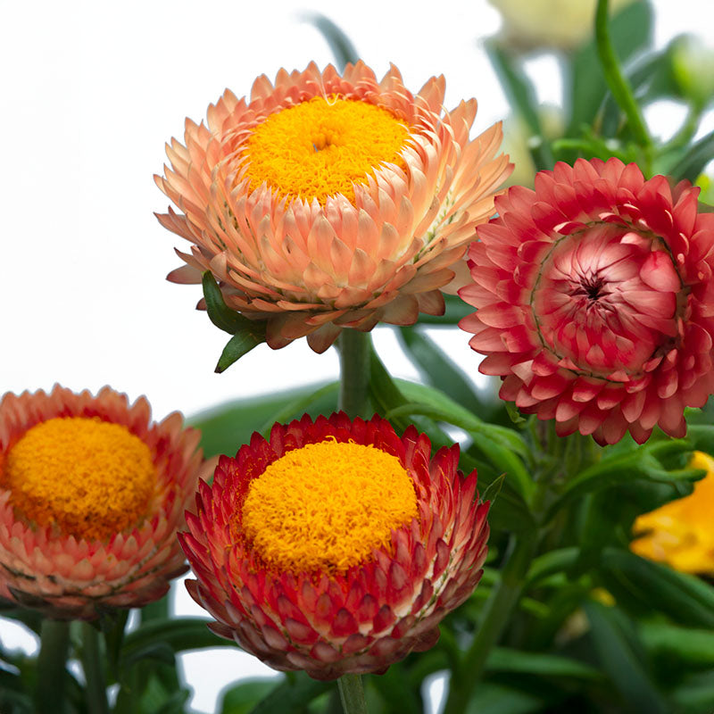 Strawflower King Size Salmon