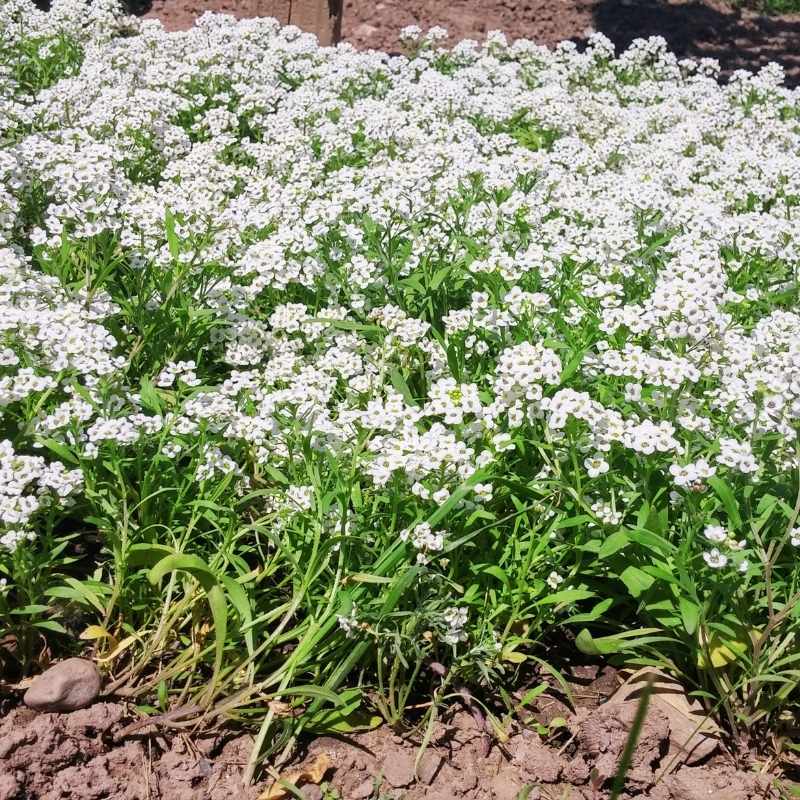 Alyssum New Carpet of Snow Seed