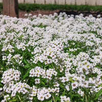 Alyssum New Carpet of Snow Seed