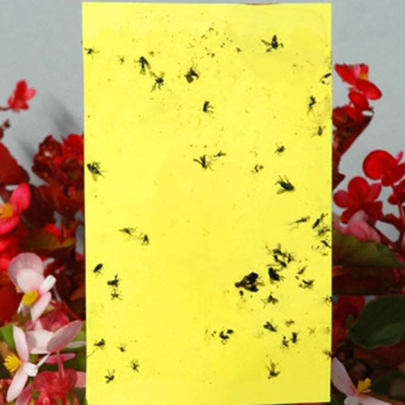 Yellow Sticky Traps 3" x 5"