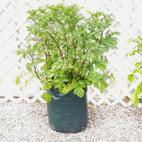 Potato Planter Bag (3 Pack)