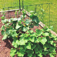 Cucumber Support Trellis