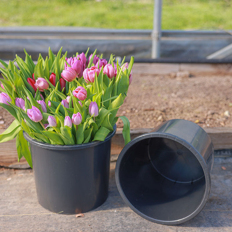 Cut Flower Buckets 10 L Wide