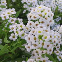 Alyssum New Carpet of Snow Seed