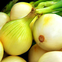 Onion Sets - White Ebenezer