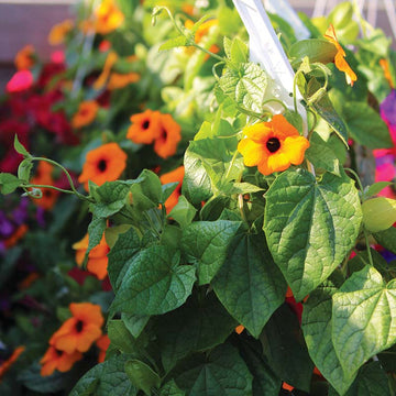 Thunbergia Susie Orange Seed