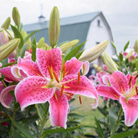 Lily Stargazer