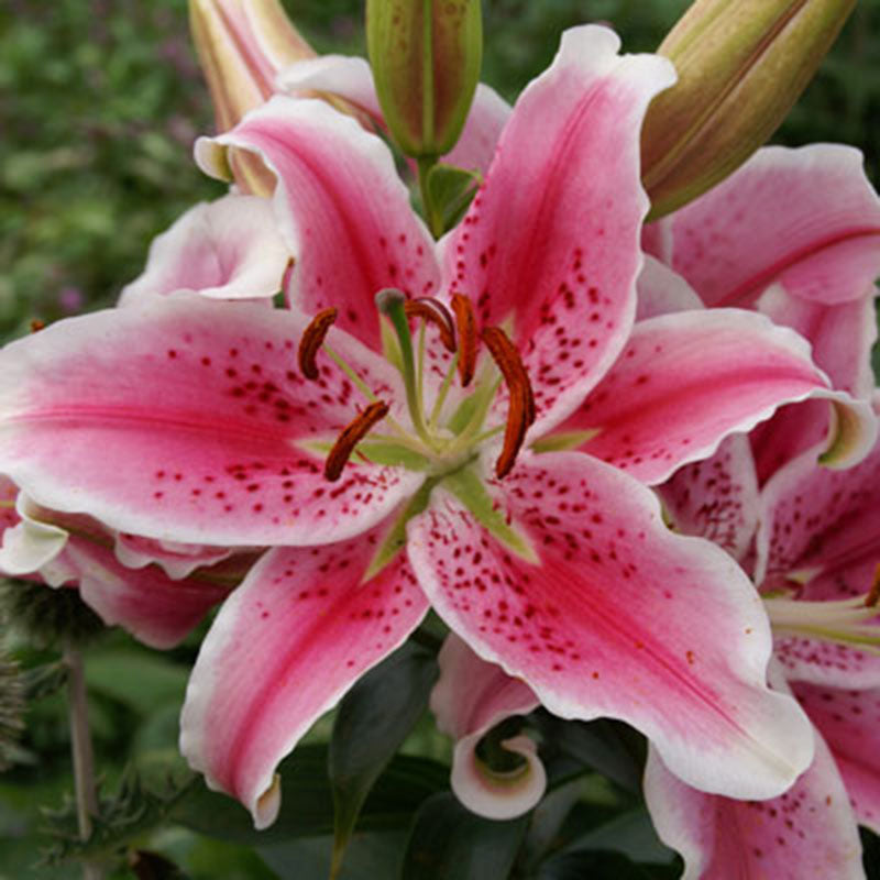 Lily Stargazer