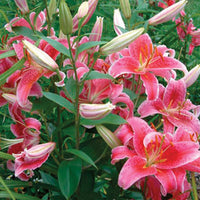 Lily Stargazer