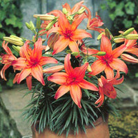 Lily Pink Brush