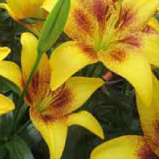 Lily Yellow Brush