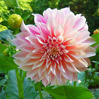 Dahlia Cafe Au Lait