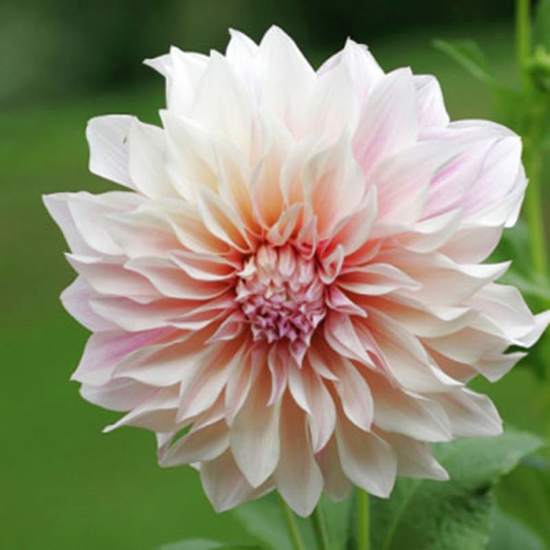 Dahlia Cafe Au Lait Live Plants