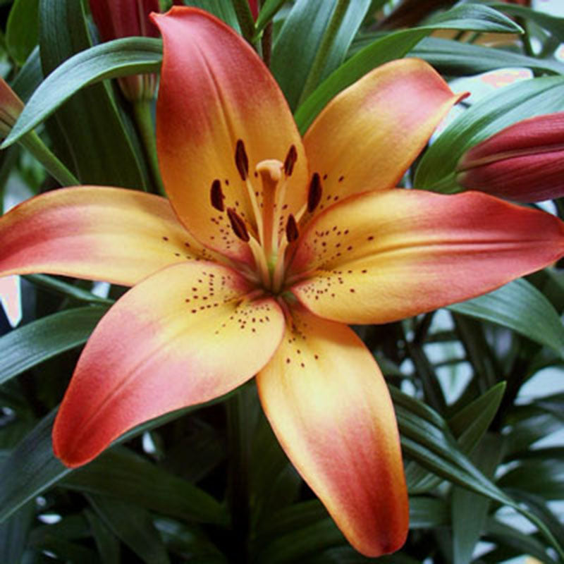 Lily Royal Sunset