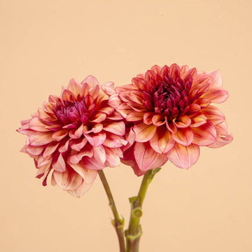 Dahlia Creme De Cognac