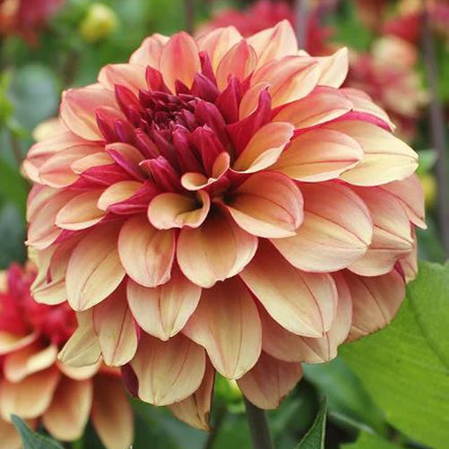 DAHLIA CREME DE COGNAC