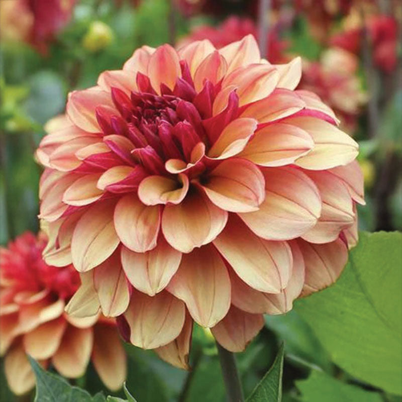 Dahlia Creme De Cognac