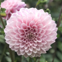 Dahlia Sweet Nathalie Live Plants