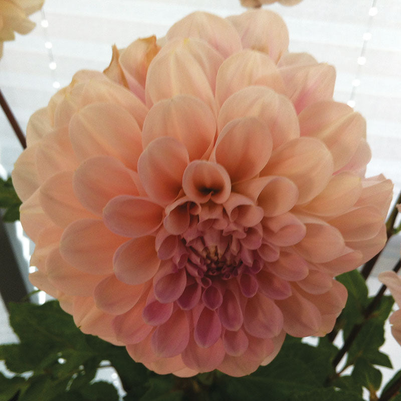 Dahlia Sweet Nathalie