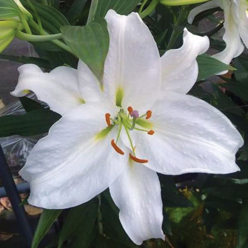 Lily Crystal Blanca