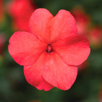 Impatiens Imara XDR Salmon Shades F1 Seed