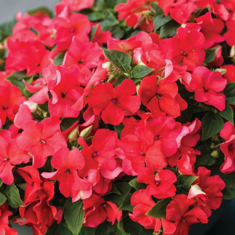 Impatiens Imara XDR Salmon Shades F1 Seed