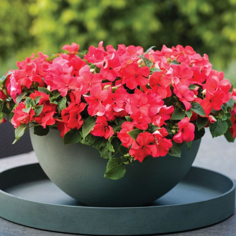 Impatiens Imara XDR Salmon Shades F1 Seed