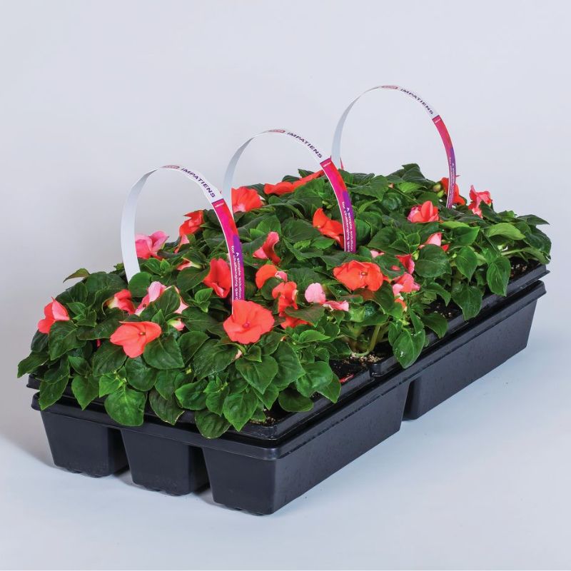 Impatiens Imara XDR Salmon Shades F1 Seed