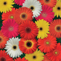 Gerbera Colorbloom Mix Seed