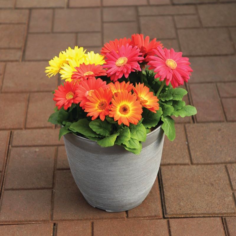 Gerbera Colorbloom Mix Seed