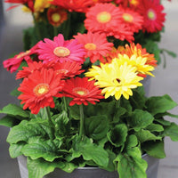 Gerbera Colorbloom Mix Seed