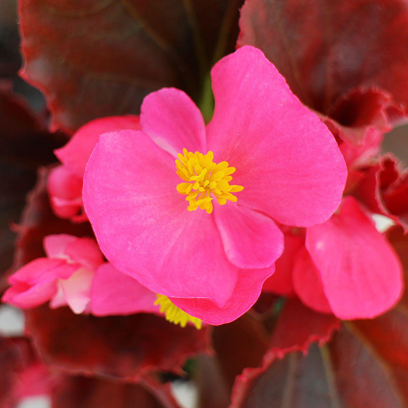 Begonia Senator iQ Deep Rose F1 Seed