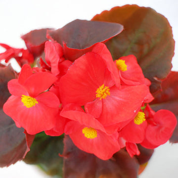 Begonia Senator iQ Scarlet F1 Seed