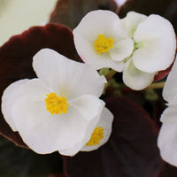 Begonia Senator iQ White F1 Seed