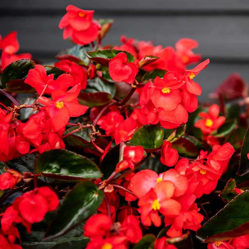 Begonia Viking Explorer Green Leaf Red F1 Seed