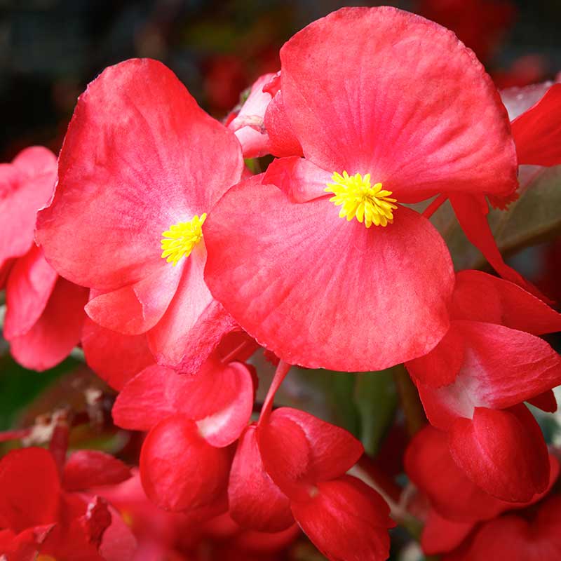 Begonia Viking Explorer Green Leaf Red F1 Seed