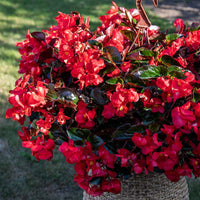 Begonia Viking Explorer Green Leaf Red F1 Seed