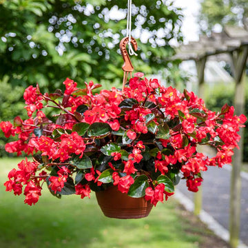 Begonia Viking Explorer Green Leaf Red F1 Seed