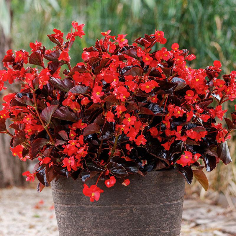 Begonia Viking Red On Chocolate F1 Seed