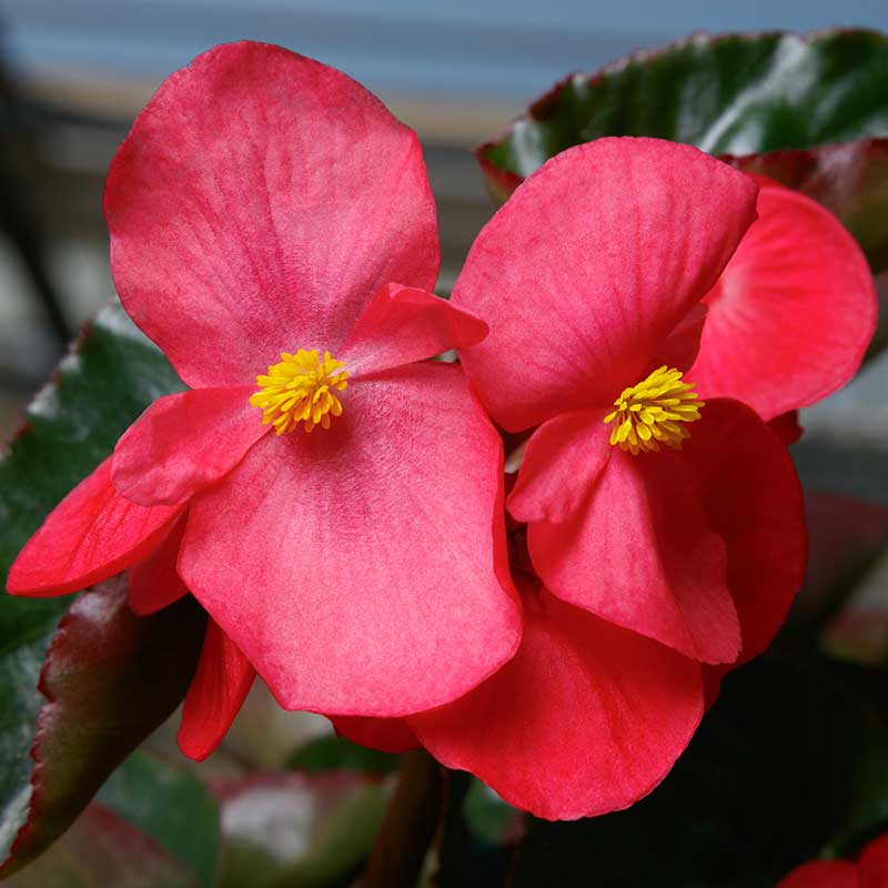 Begonia Viking Explorer Green Leaf Rose F1 Seed