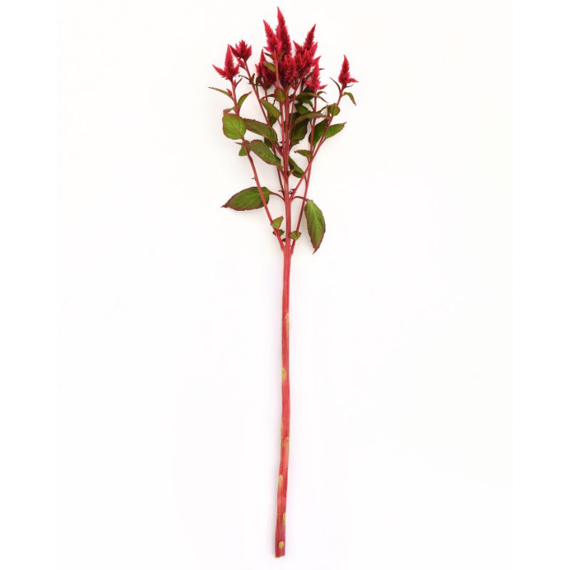 Celosia Celway Red Seed