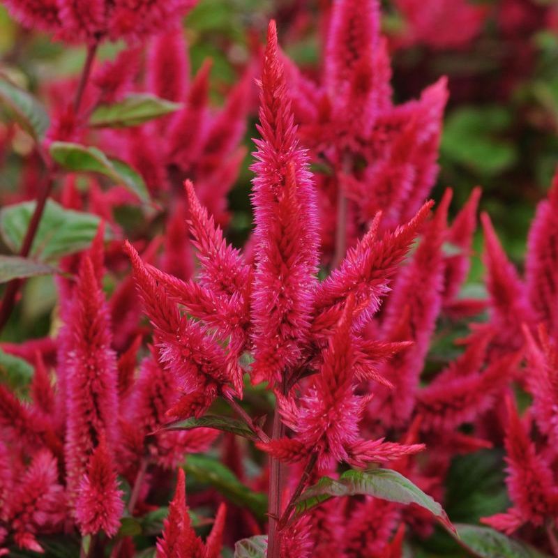 Celosia Celway Red Seed