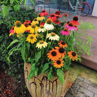 Echinacea Pollynation Mix  Seed