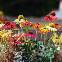 Echinacea Pollynation Mix  Seed