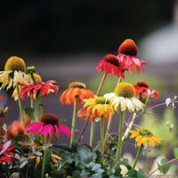 Echinacea Pollynation Mix  Seed