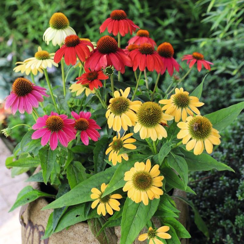 Echinacea Pollynation Mix  Seed