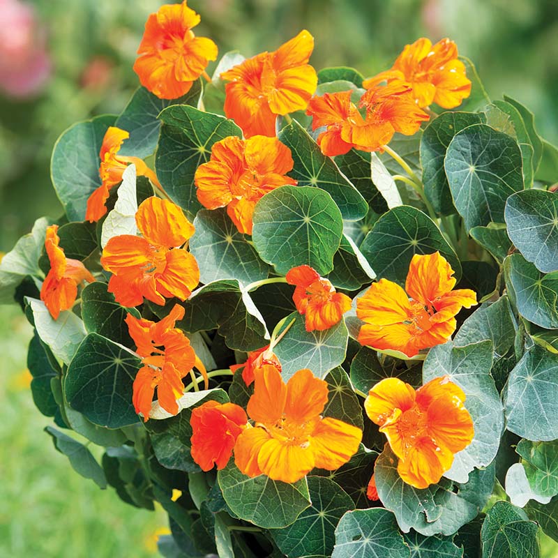 Nasturtium Baby Orange Seed