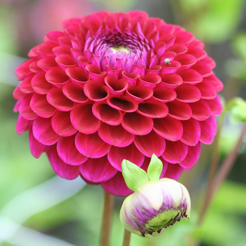 Dahlia Babette Live Plants